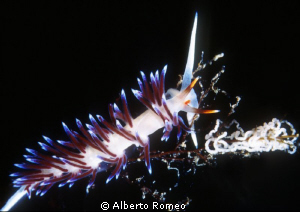 A nudibranch  "Cratena peregrina" with his eggs. by Alberto Romeo 